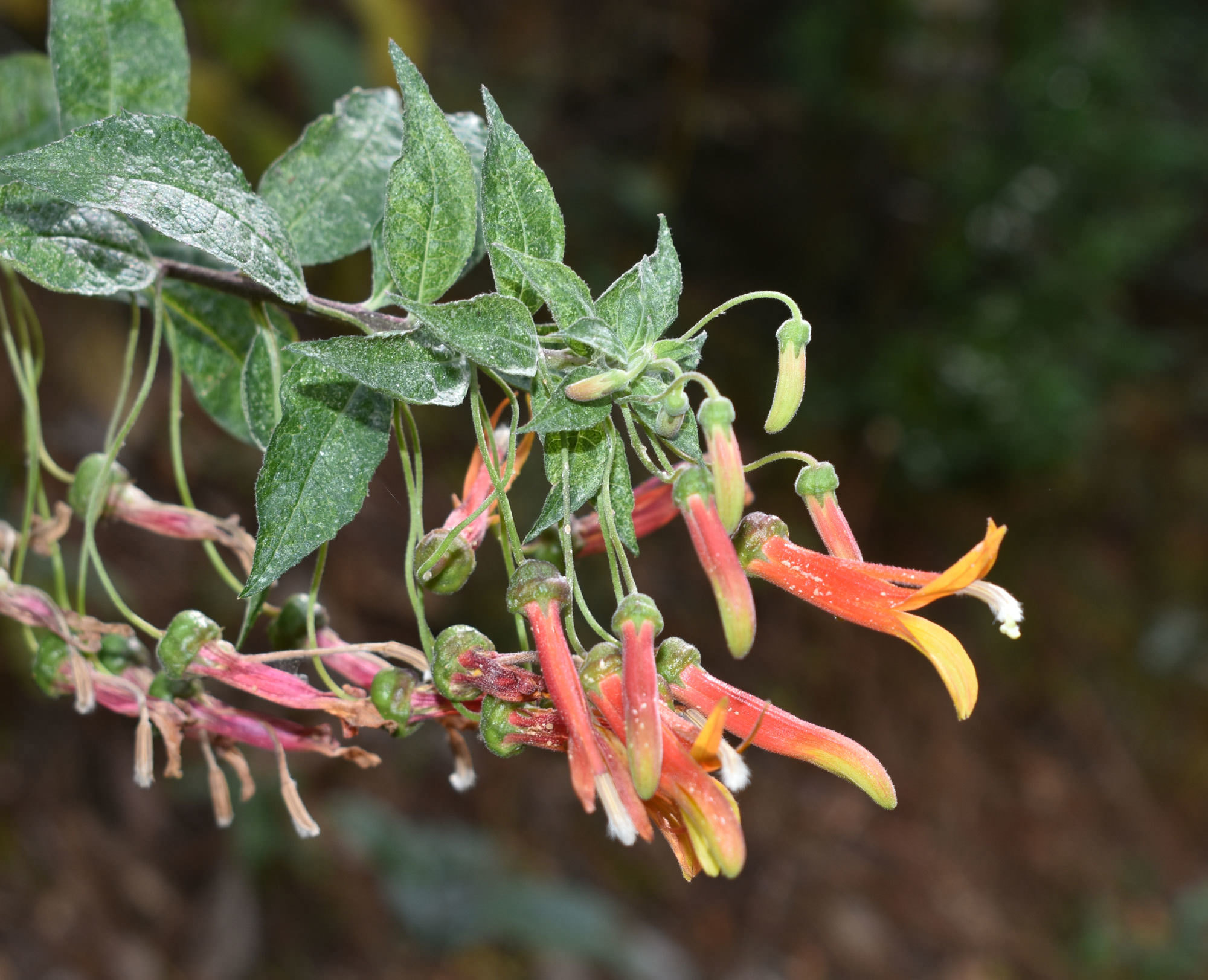 Lobelia laxiflora